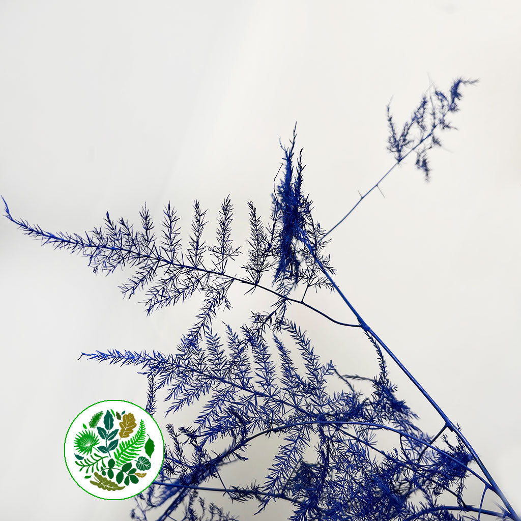 Fern &#39;Asparagus&#39; (Painted) 85cm (Various Colours) (x50)