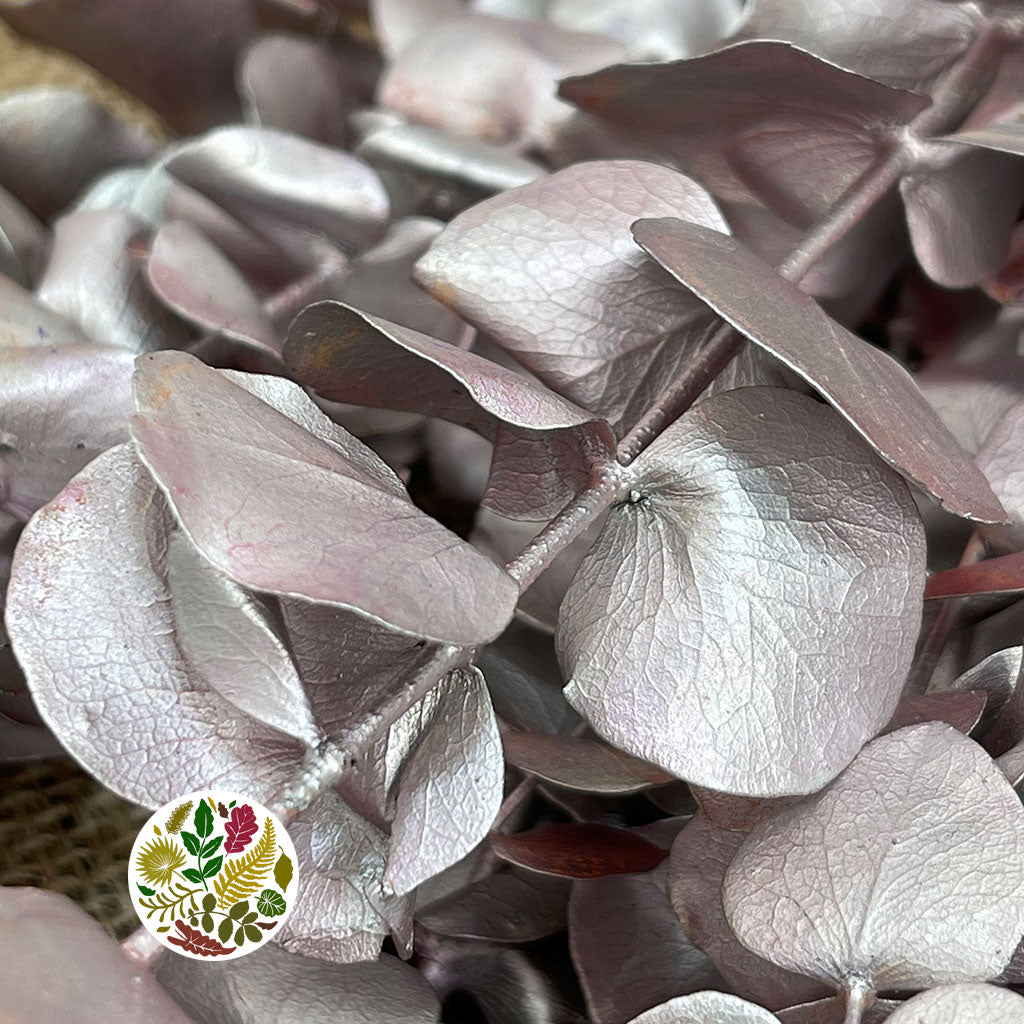 Eucalyptus 'Baby Blue' (Preserved & Painted) (DRY) (Various Colours)