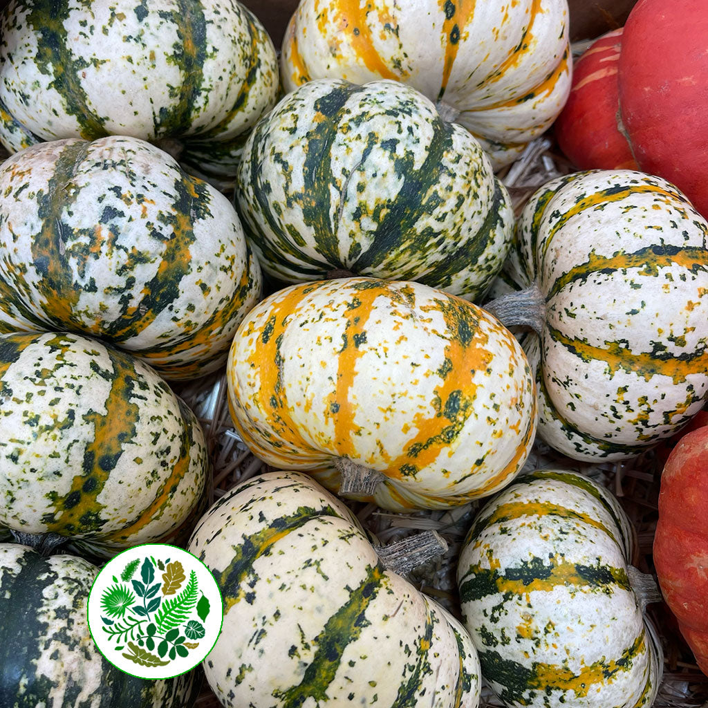 Gourds &#39;Mix Trays&#39; (Various Types)