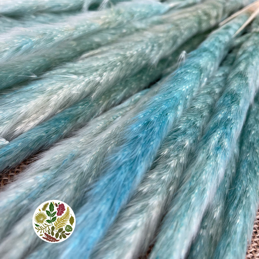 Grass 'Pampas' (Fluffy Baby) (Coloured) (DRY) (Various Sizes)
