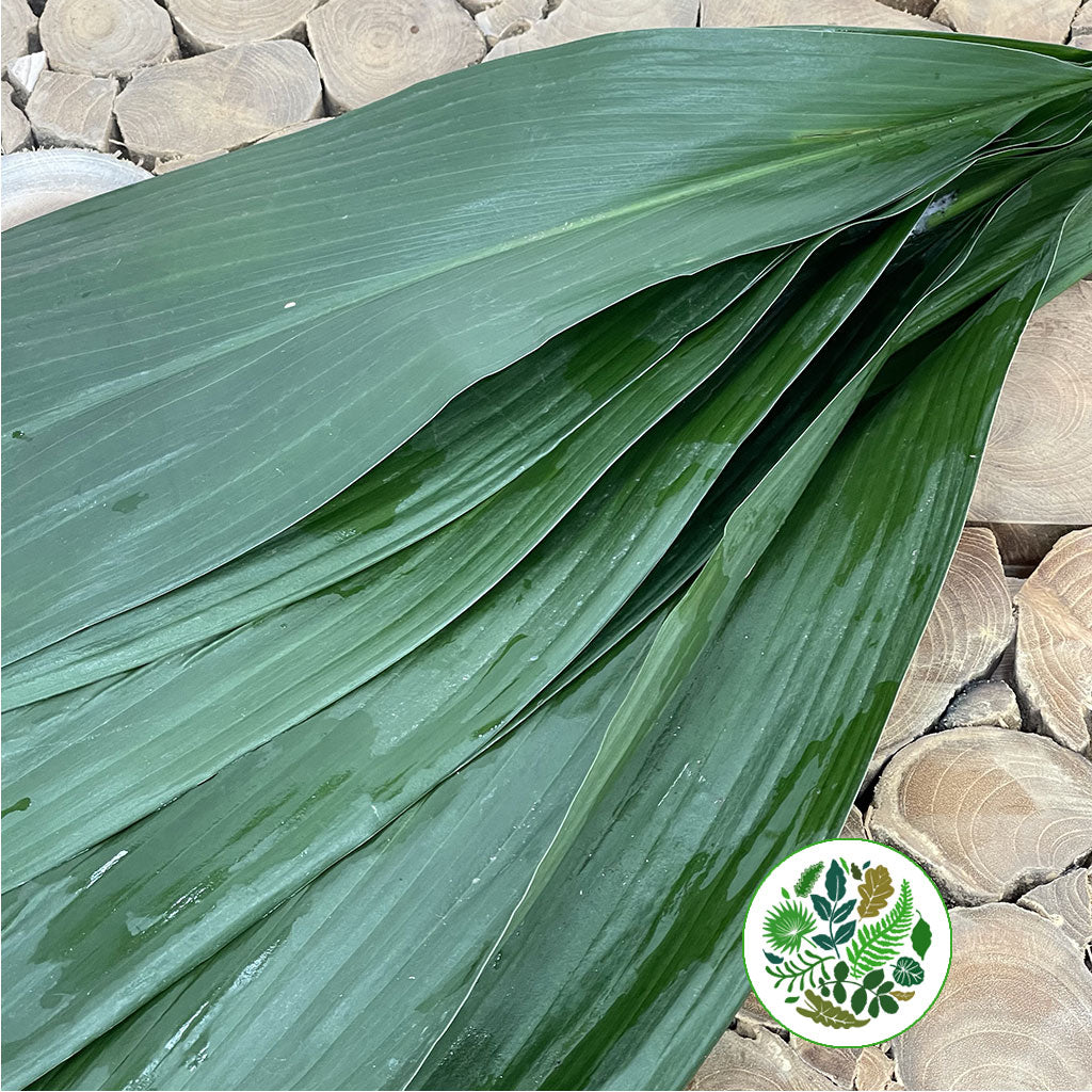 Aspidistra &#39;Green&#39; (Various Lengths)