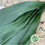 Aspidistra 'Green' (Various Lengths)