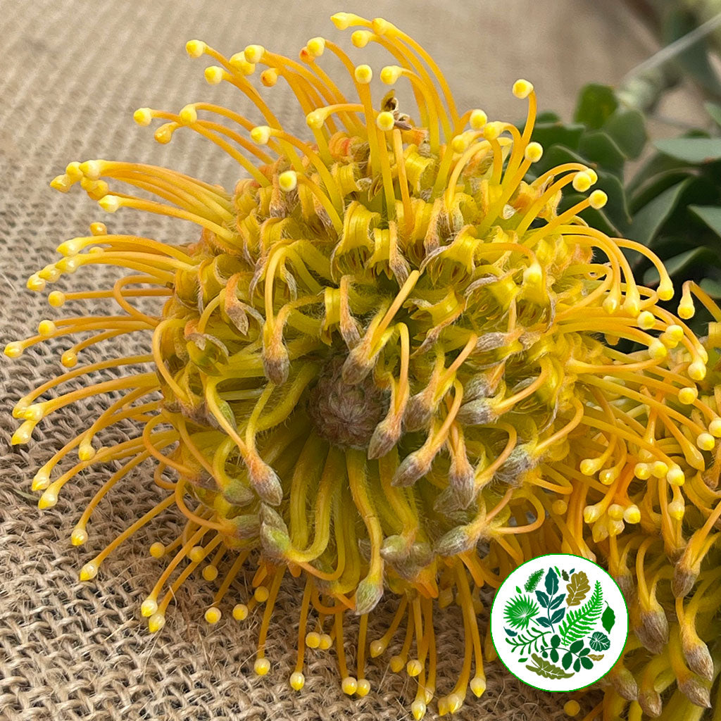 Pincushion Protea 'High Gold' (Various Lengths)