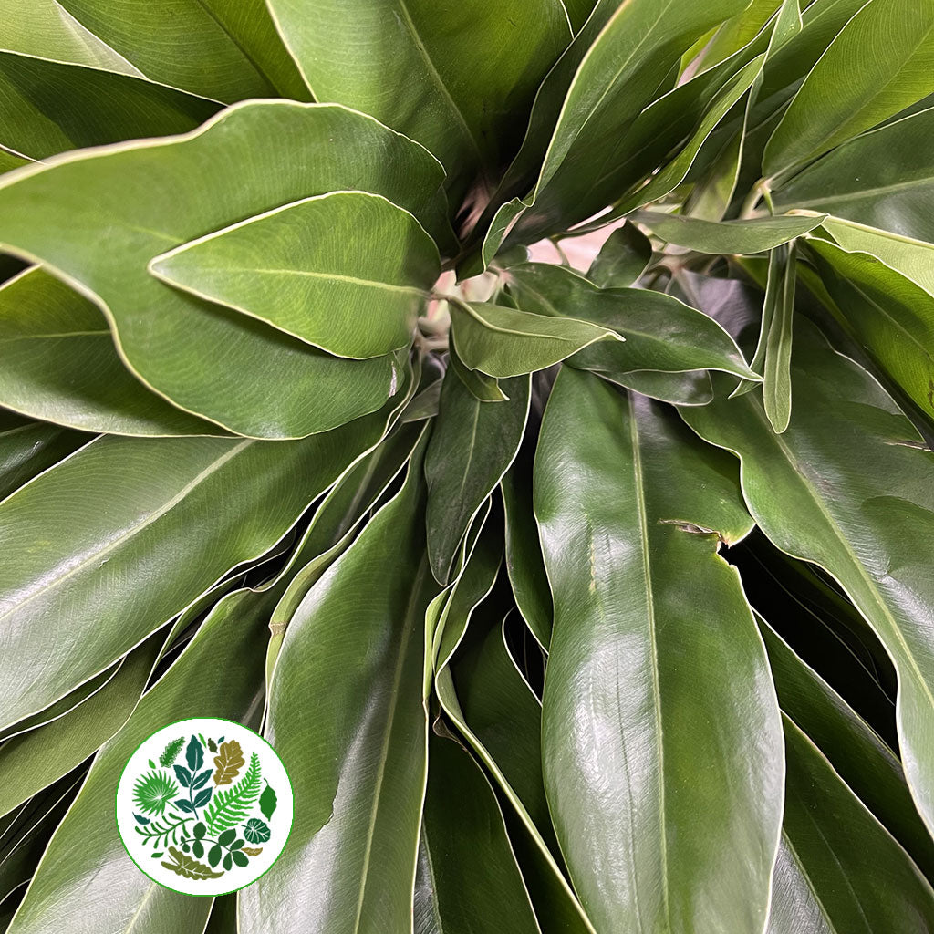 Philodendron Leaves &#39;Fun Bun&#39; (Various Lengths)