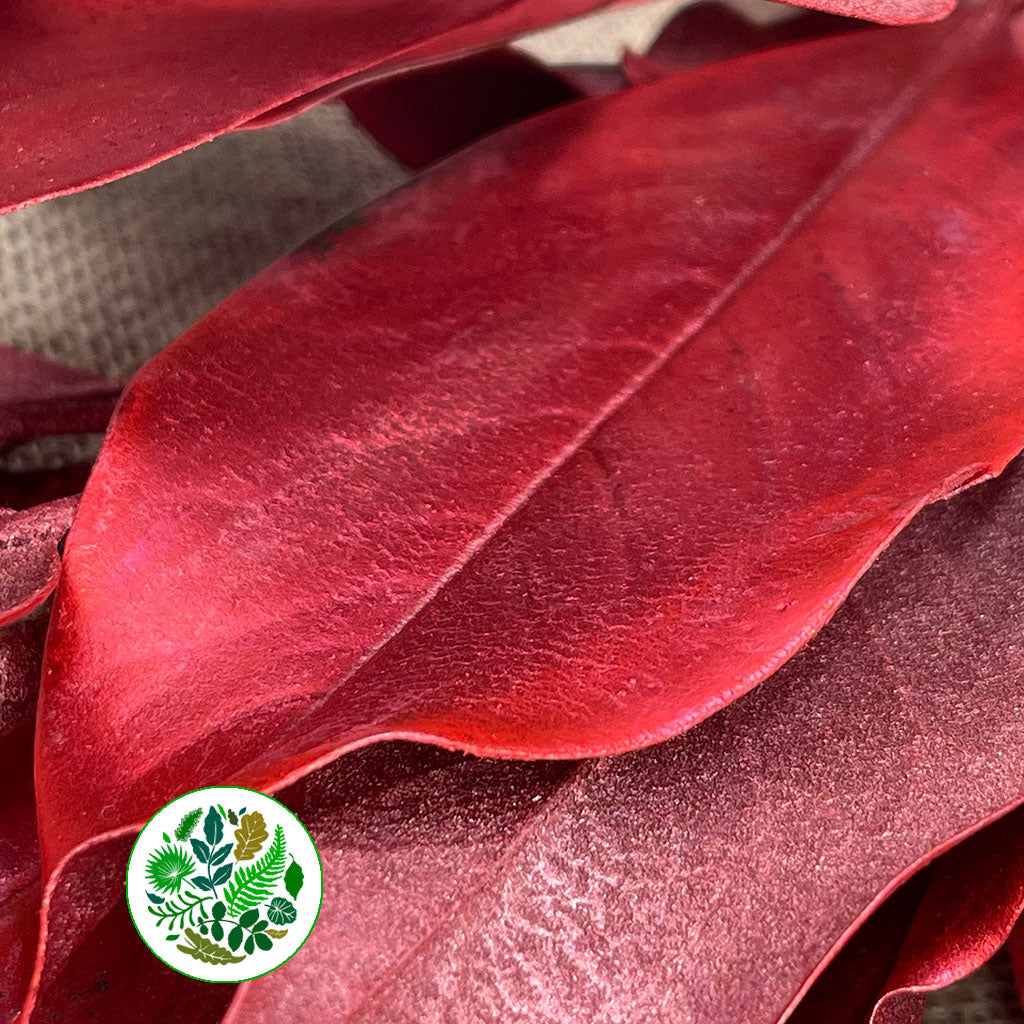 Magnolia &#39;Foliage&#39; (Painted Metallic) (Various Colours) 80cm (300g)