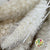 Grass 'Setaria' (Bleached) (DRY) (White) (Various Sizes)