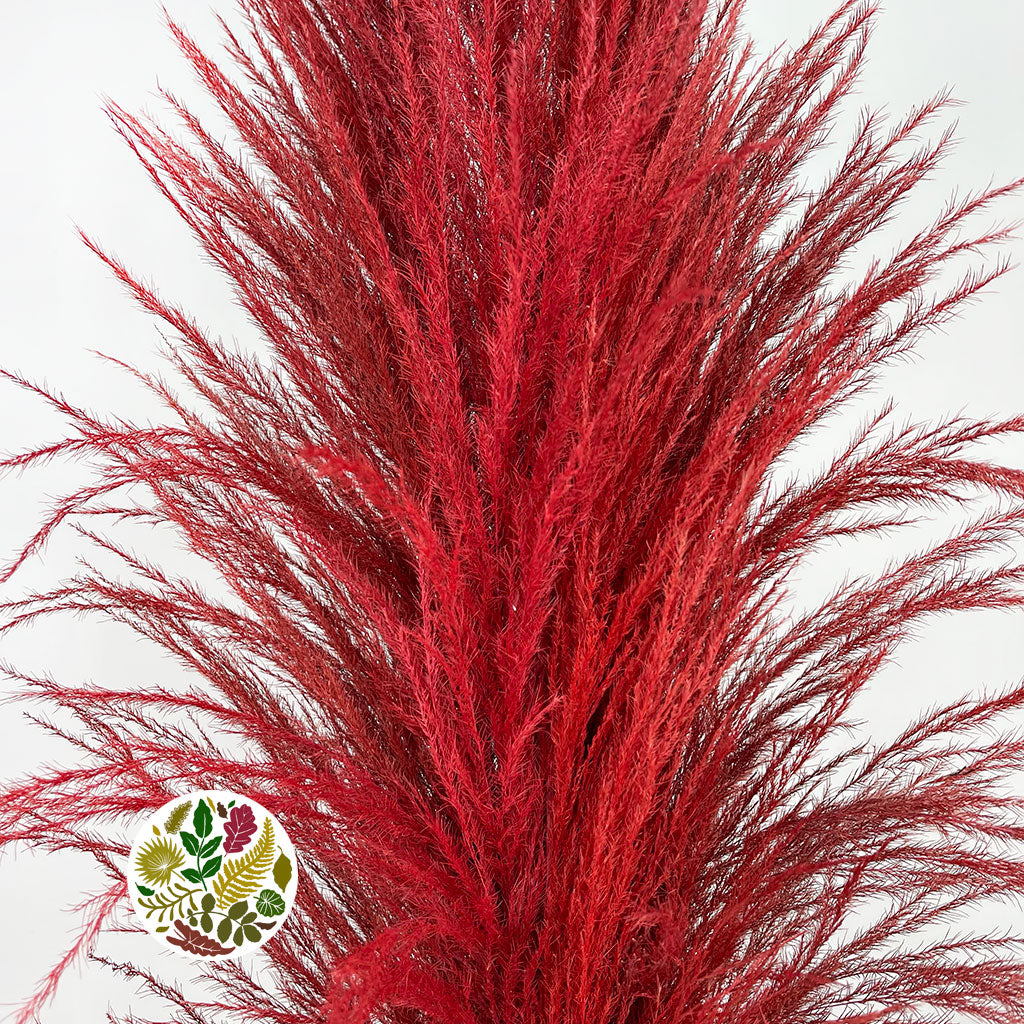 Grass 'Pampas' (Sacuara) (Coloured) (DRY) (Various Sizes)