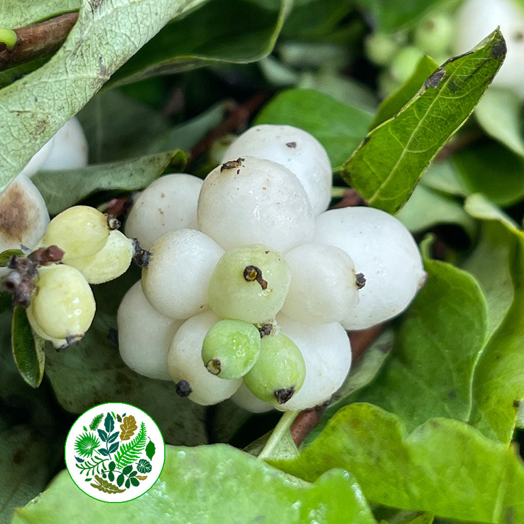 Snowberry (Wild) (Various Sizes)