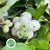 Snowberry (Wild) (Various Sizes)