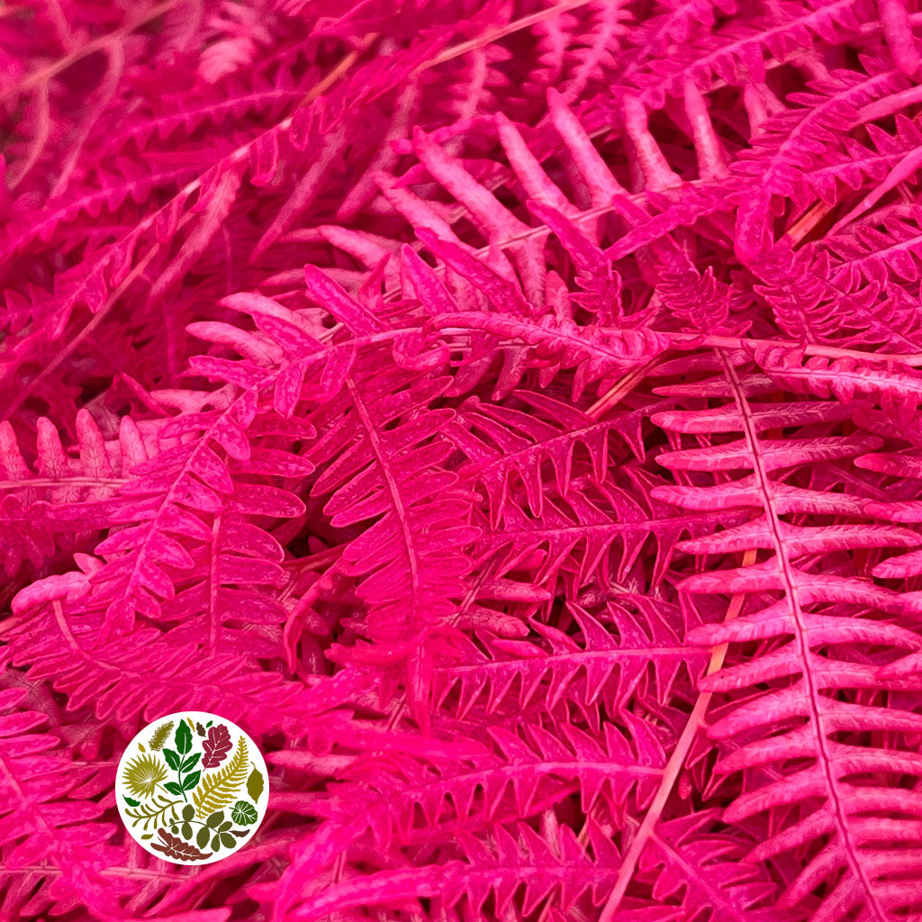 Fern &#39;Bracken&#39; (Preserved) (DRY) (Various Colours) 60-70cm