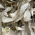 Ruscus 'Trailing' (Preserved & Painted) (DRY) (Various Colours)