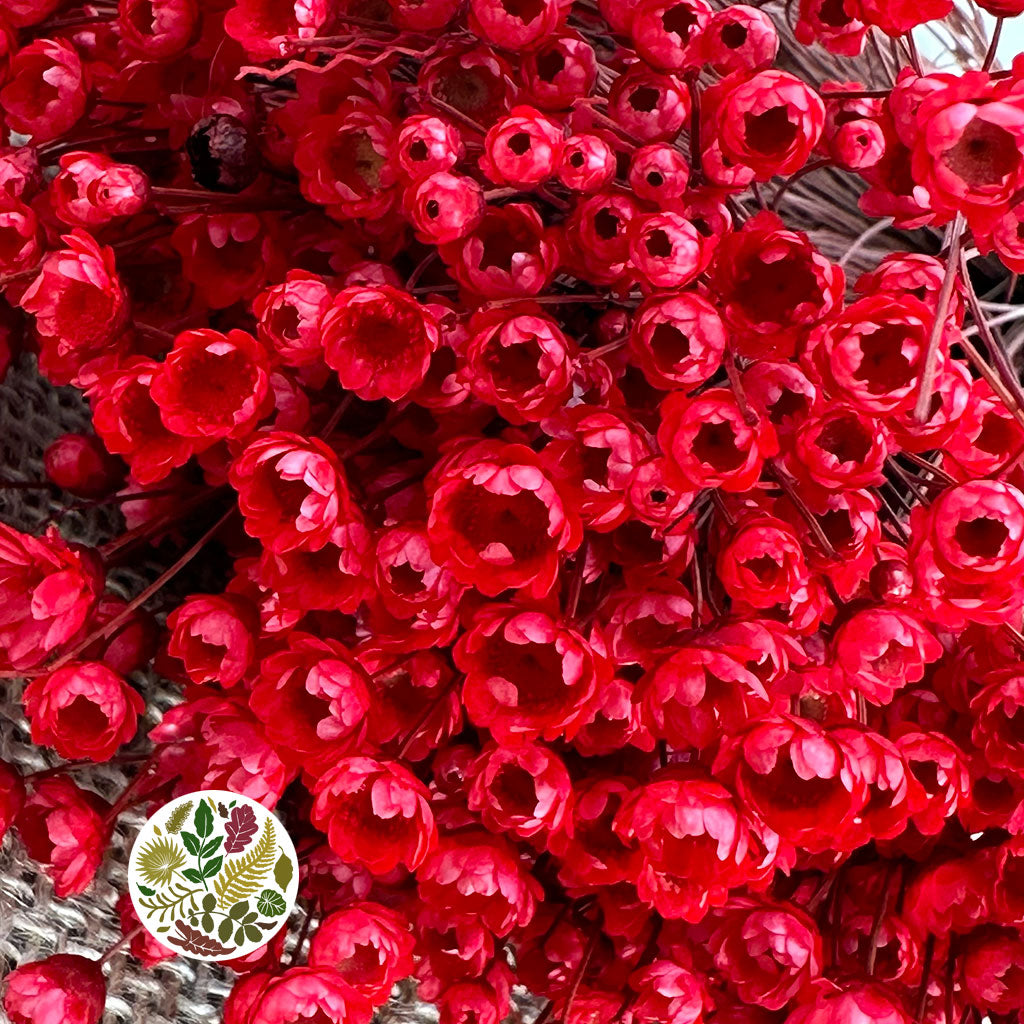 Glixia 'Flower' (Painted/Bleached) (DRY) (Various Colours) 45cm