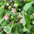 Spindle Berry (Wild) (Various Types)