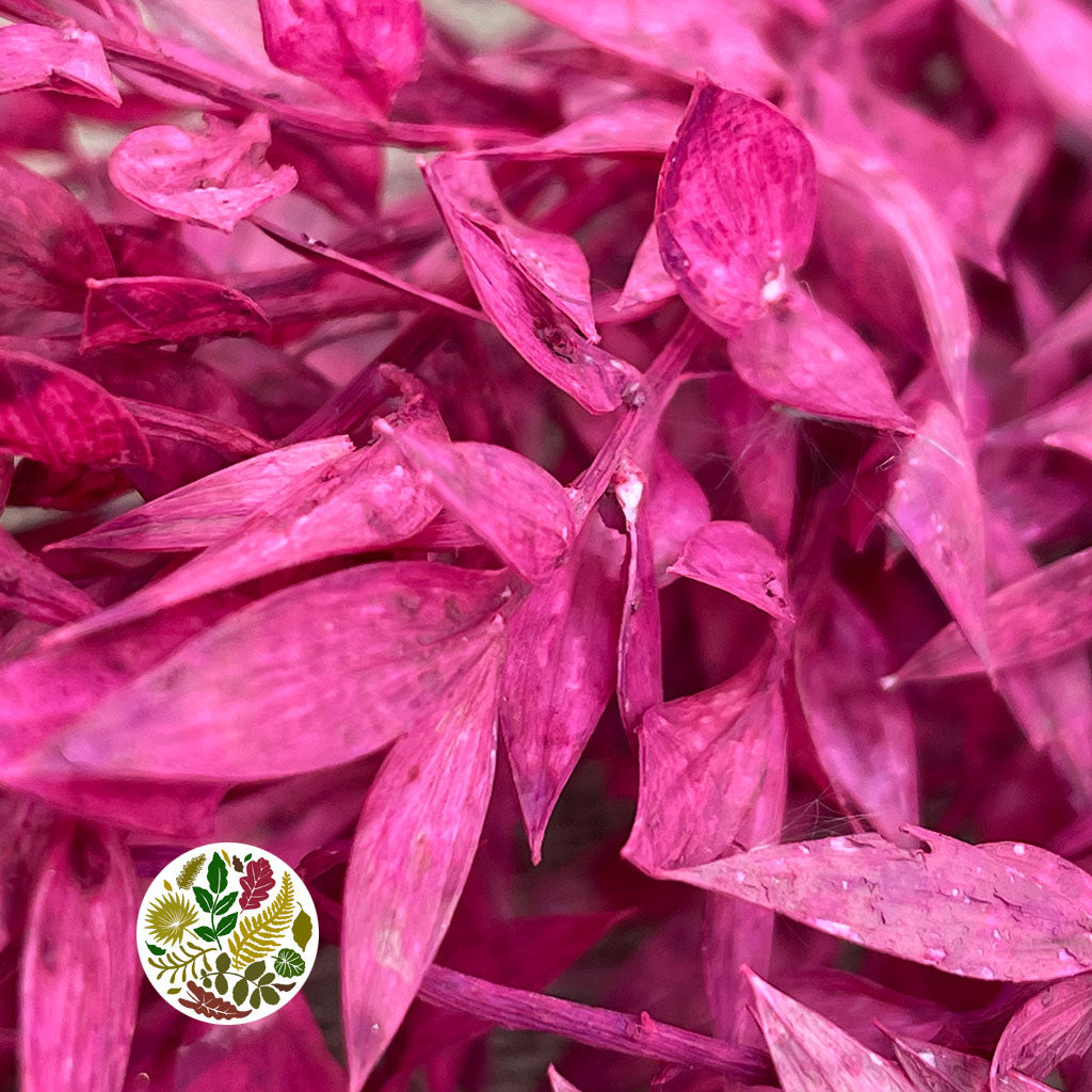 Ruscus 'Wild' (Coloured) (DRY) (x5)