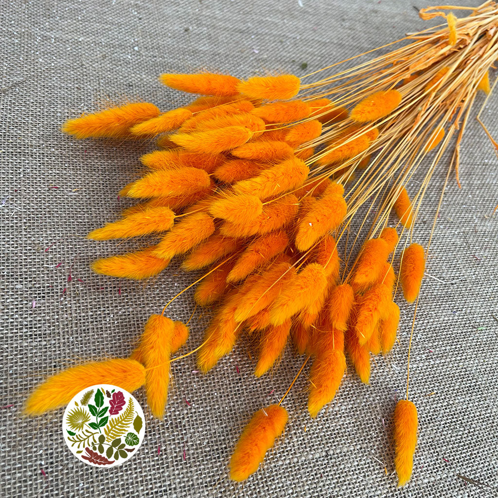 Grass 'Lagurus' (Painted/Bleached) (DRY) (Various Colours)