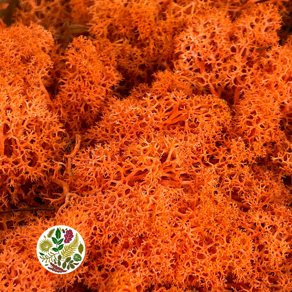 Moss 'Reindeer' (DRY) (Various Colours) (500g)