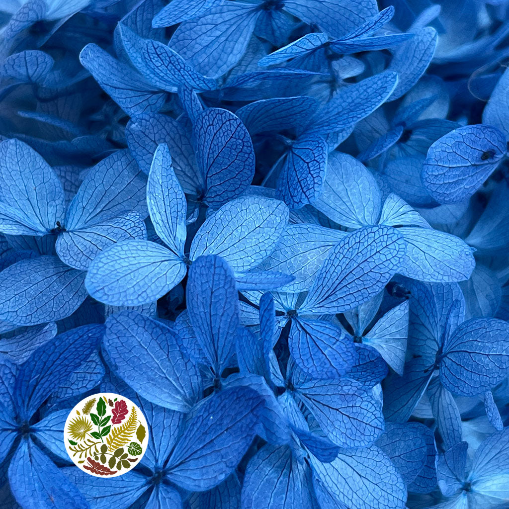 Hydrangea Flower (x2) (Various Colours) (DRY)