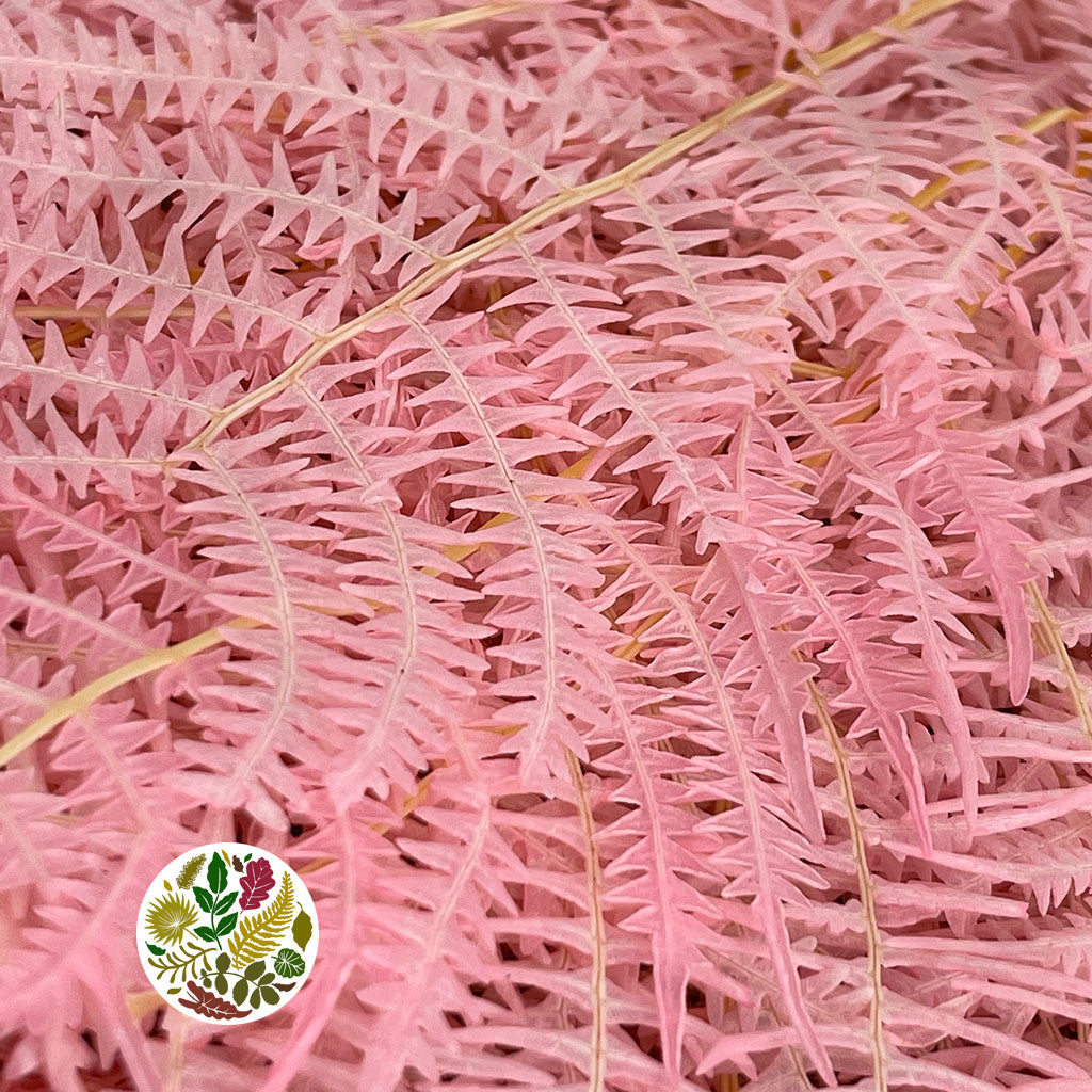 Fern &#39;Bracken&#39; (Preserved) (DRY) (Various Colours) 60-70cm