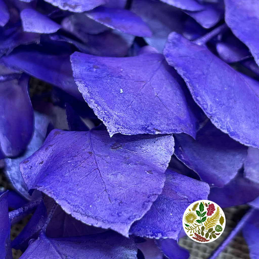 Eucalyptus 'Stuartiana' (Stabilised) (Painted) (DRY) (Various Colours)