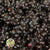Grass 'Sorgum' (Painted) (DRY) (Various Colours) 70cm (x3)