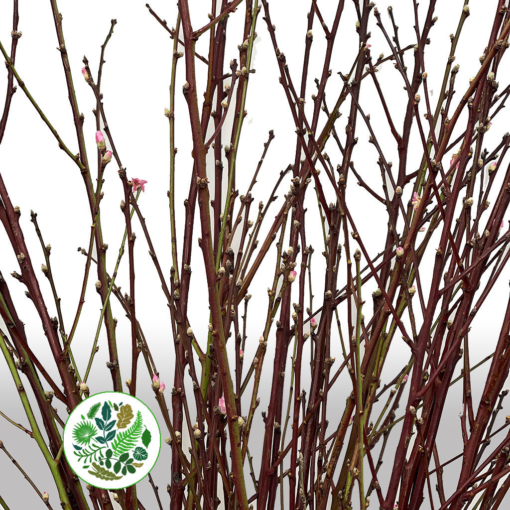 Blossom &#39;Pink&#39; (Peach) &#39;Single&#39; (Cultivated) (Various Lengths)