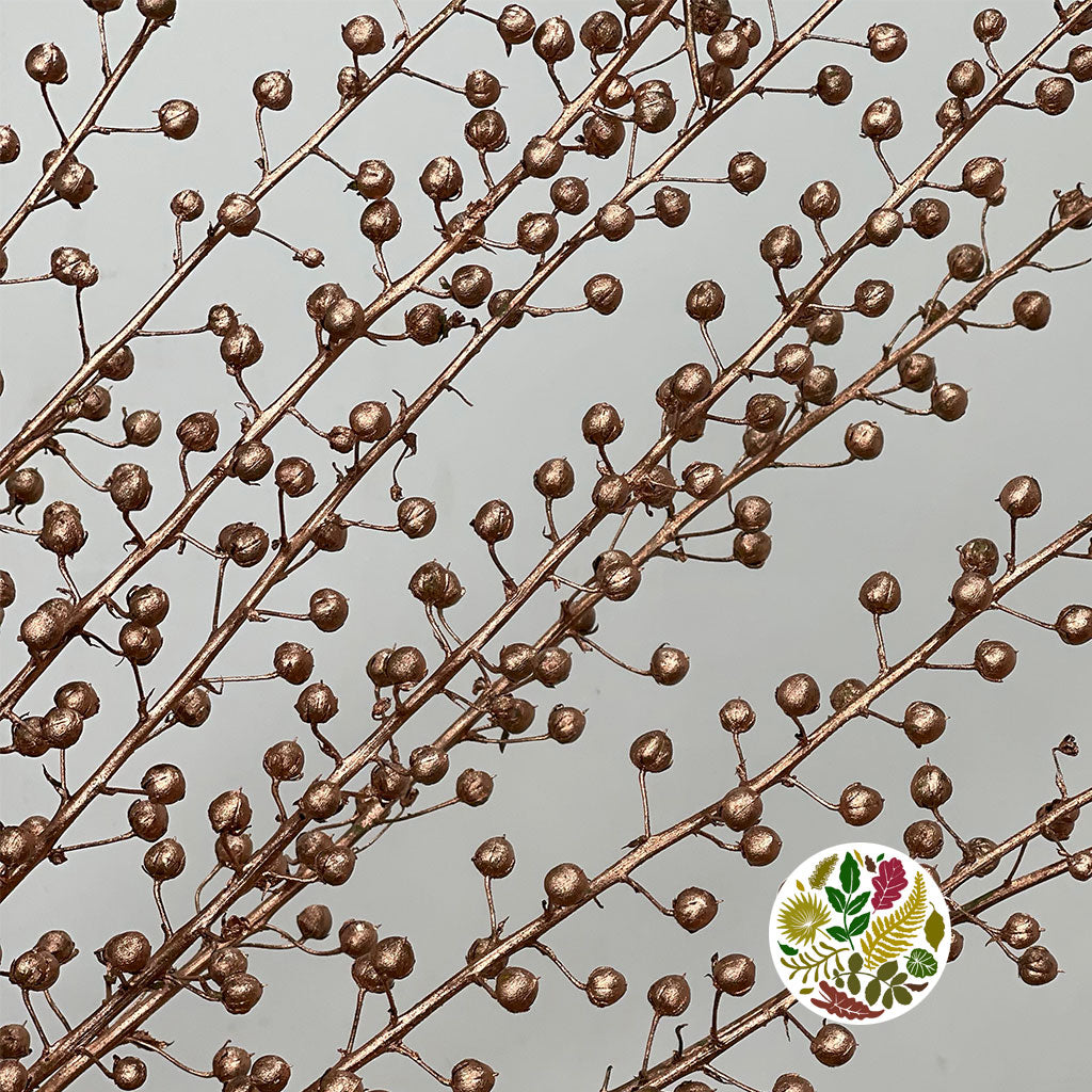 Scrotularia 'Berries' (Painted) (DRY) (Various Colours)