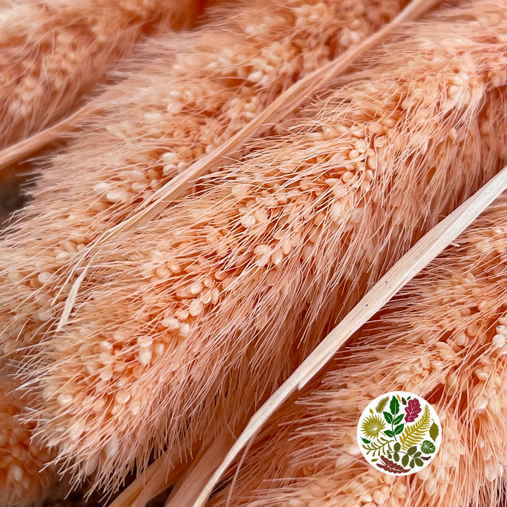 Grass 'Setaria' (DRY) (Coloured) (Various)