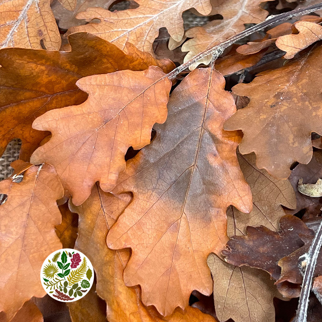 Oak 'Stabilised' (Various Colours) (DRY) 60cm
