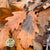 Oak 'Stabilised' (Various Colours) (DRY) 60cm