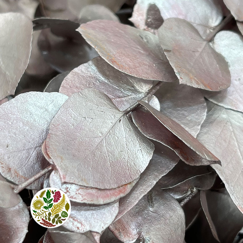 Eucalyptus 'Stuartiana' (Stabilised) (Painted) (DRY) (Various Colours)