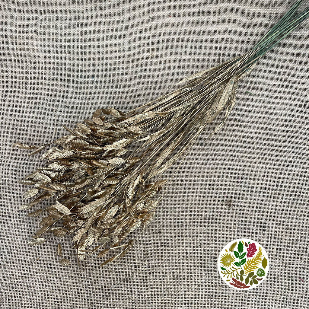 Grass &#39;Sea Oats&#39; (Painted) (Various Colours) (x50)