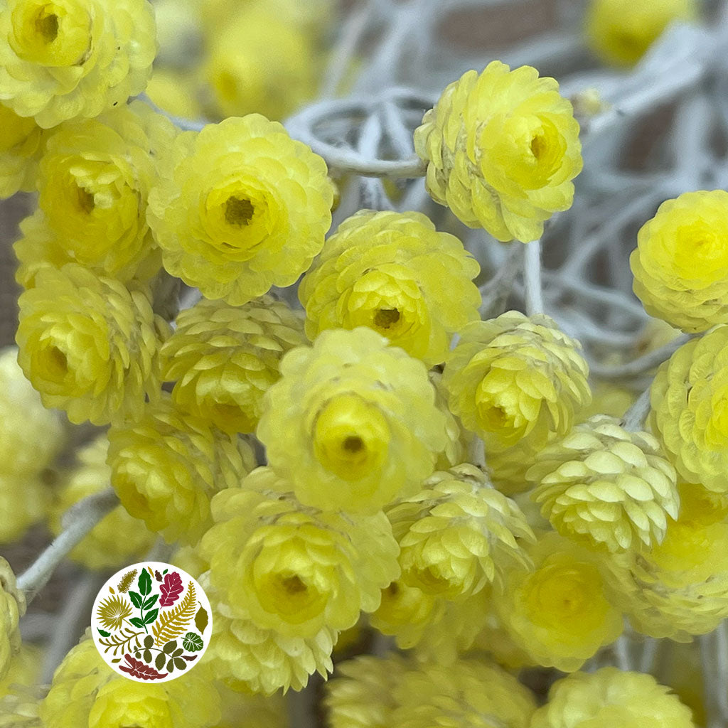 Helichrysum &#39;Italicum&#39; (Natural Yellow) (DRY) (Various Sizes)