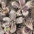 Wreath 'Kartoos' (Natural) (DRY) (Various Sizes)