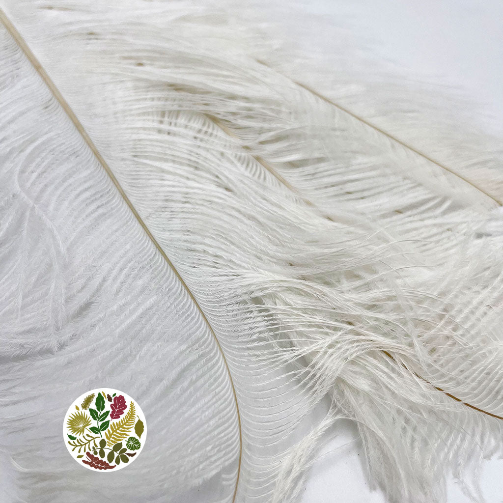 Feathers 'Ostrich' (DRY) (Various Colours) (x5)