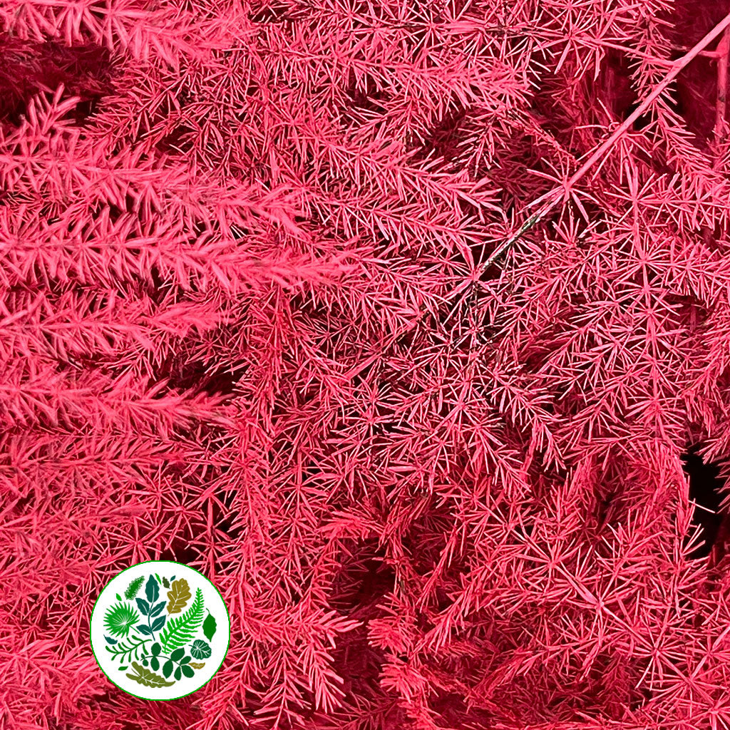 Fern 'Asparagus' (Painted) 65cm (Various Colours) (x50)