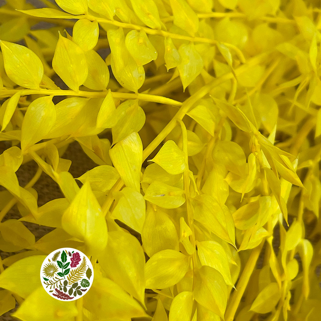 Ruscus 'Wild' (Coloured) (DRY) (x5)