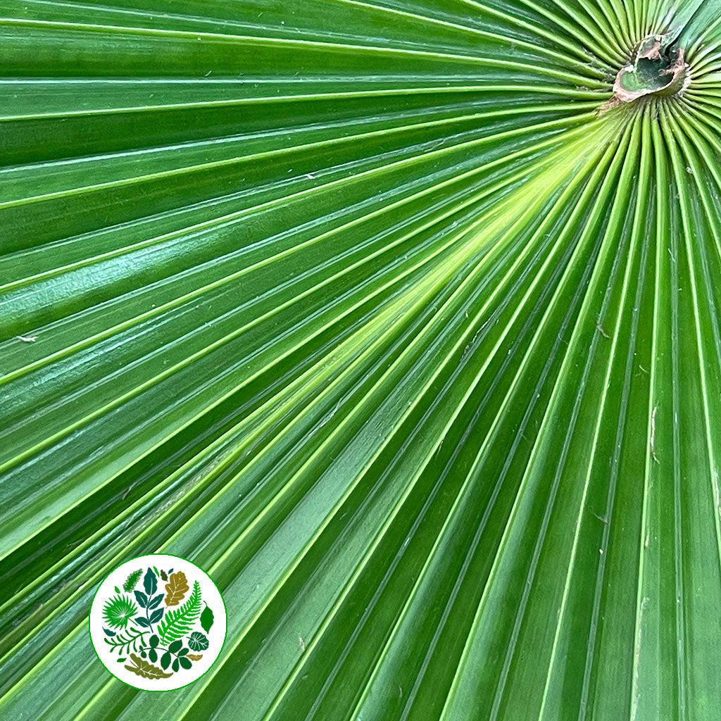 Palm &#39;Livistonia&#39; Rotundifolia Leaves (Various Sizes)