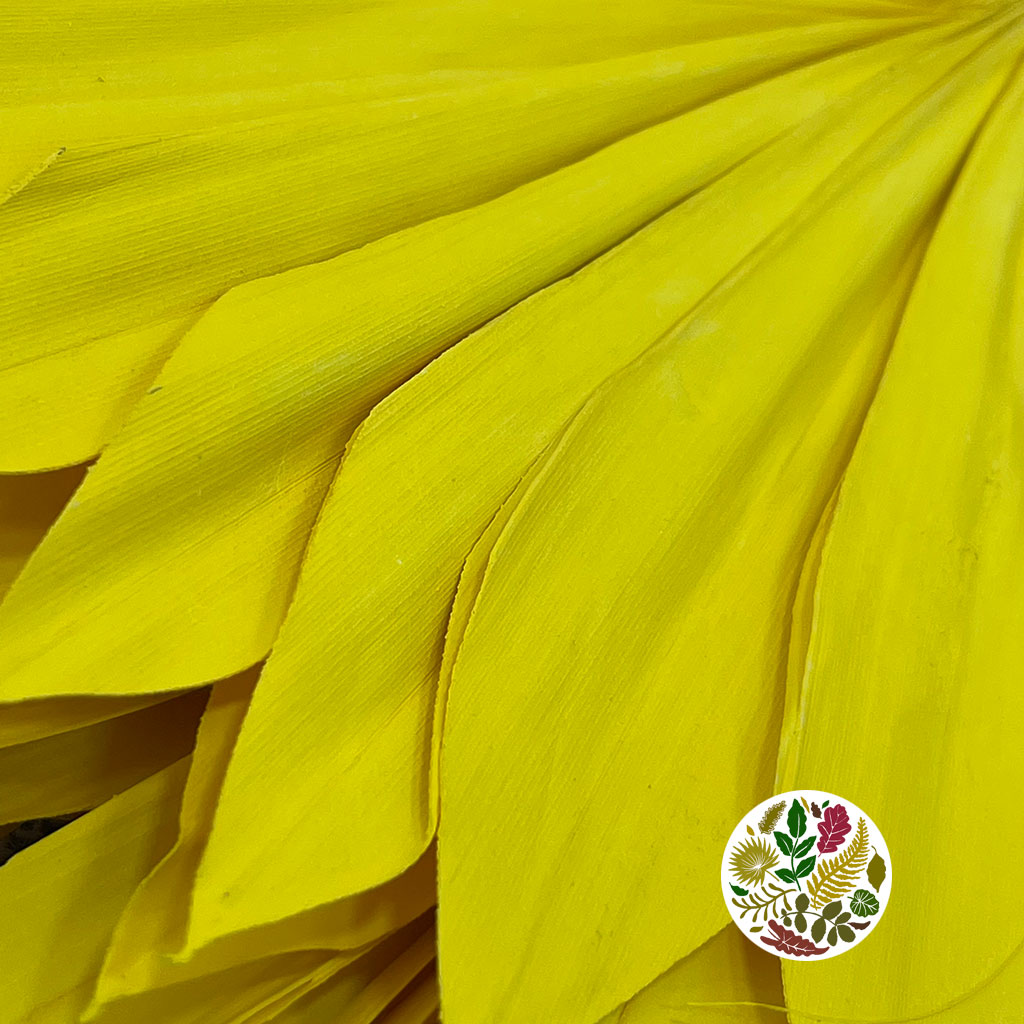 Palm &#39;Fan Palm&#39; (Painted) (DRY) (Various Colours) (x5) 45-55cm