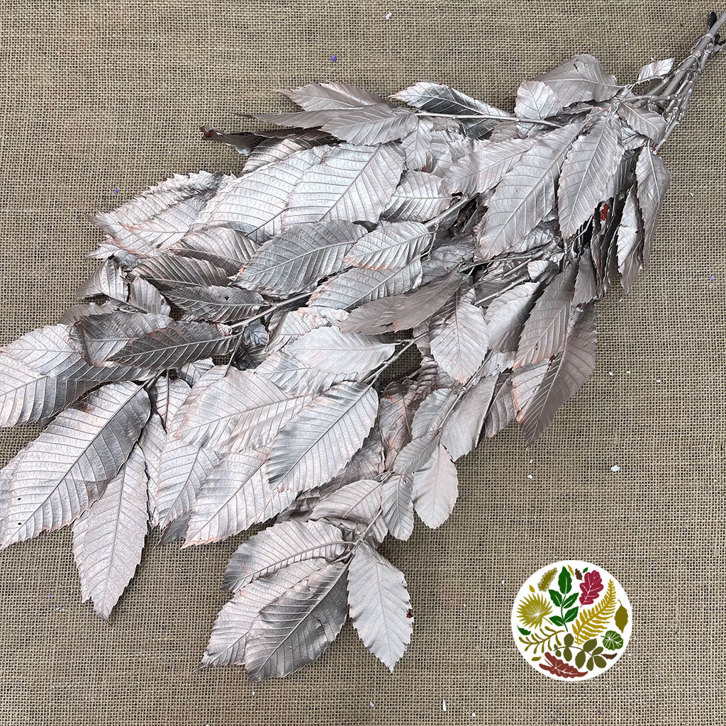 Chestnut 'Stabilised' (Painted) (DRY) (Various Colours)