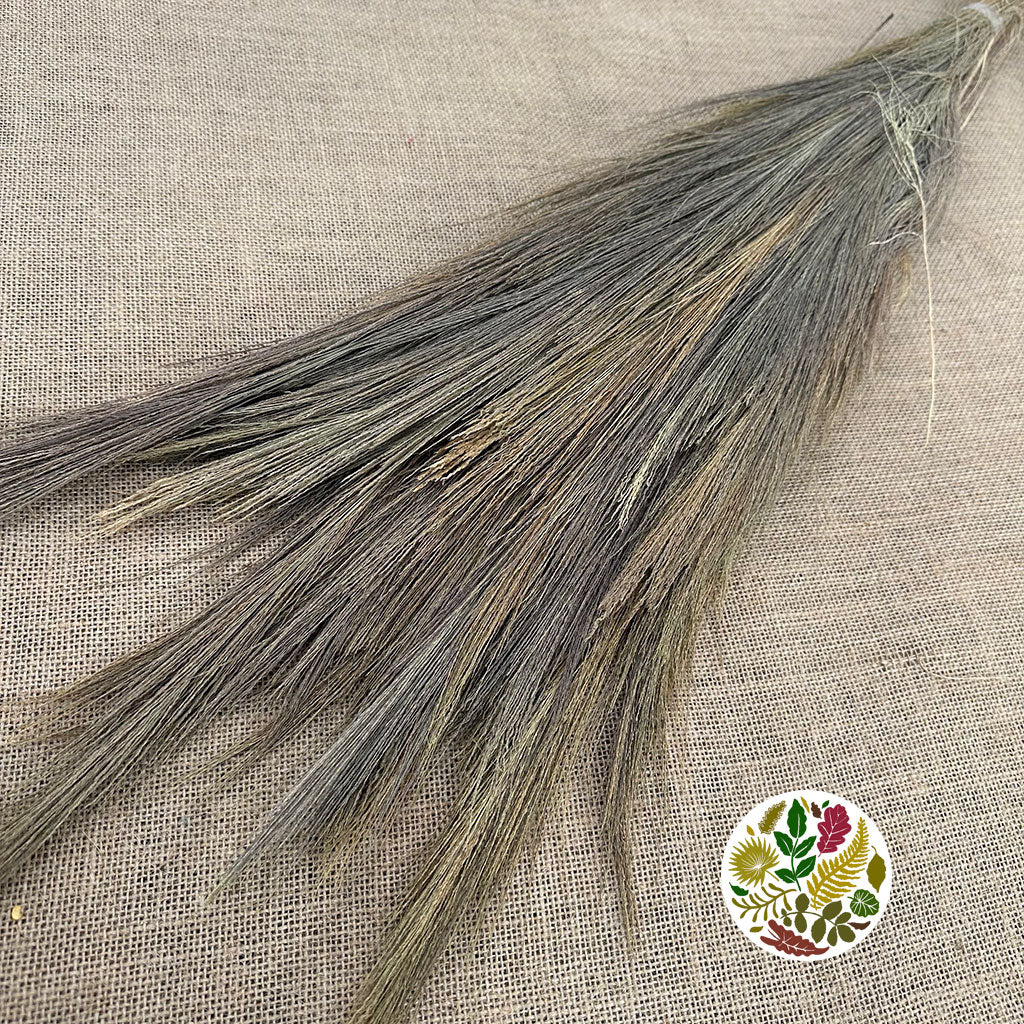 Grass &#39;Chinese Broom&#39; (DRY) (110cm)