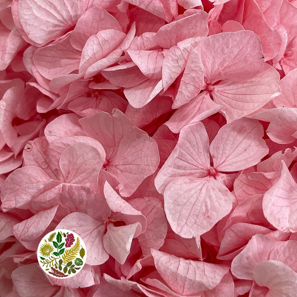 Hydrangea Flower &#39;Short&#39; (Bleached/Coloured) (DRY)