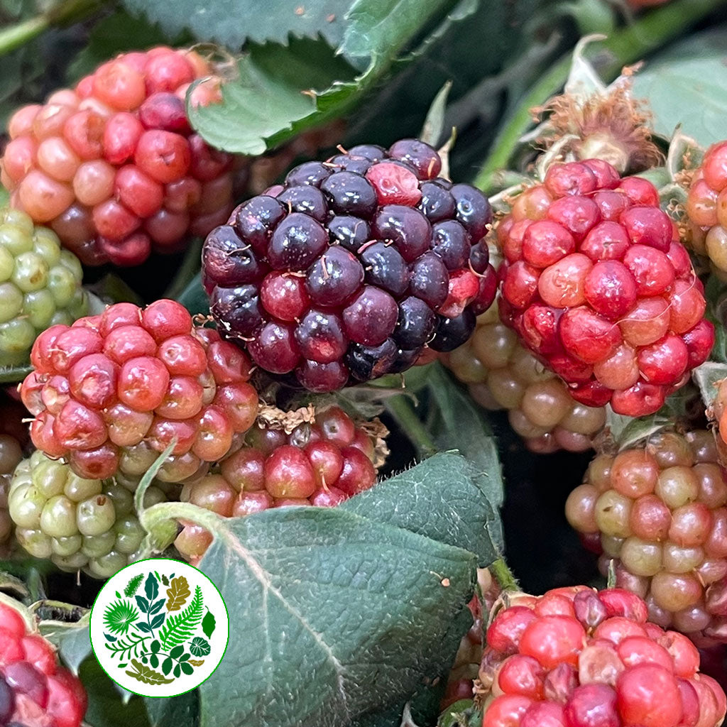 Blackberry &#39;Fruit&#39; (Various Lengths)