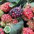 Blackberry 'Fruit' (Various Lengths)