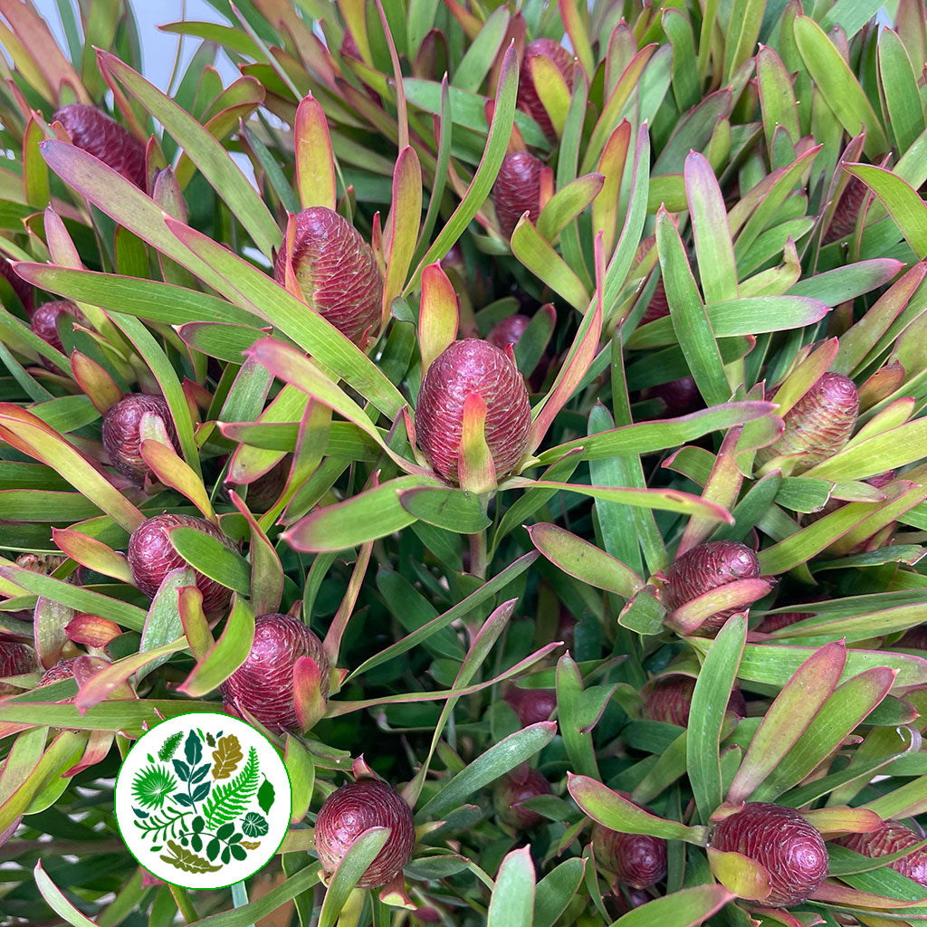 Leucadendron Ayoba 'Cherry Pearl' (Various Lengths)