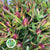 Leucadendron 'Ayoba' (Cherry Pearl) (Various Lengths)