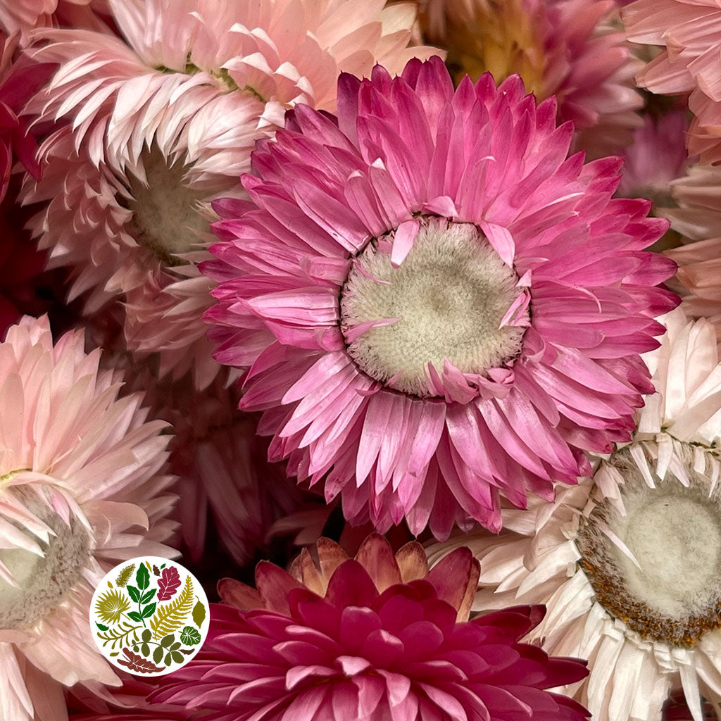 Helichrysum &#39;Flower&#39; (DRY) (Various Colours) 50cm