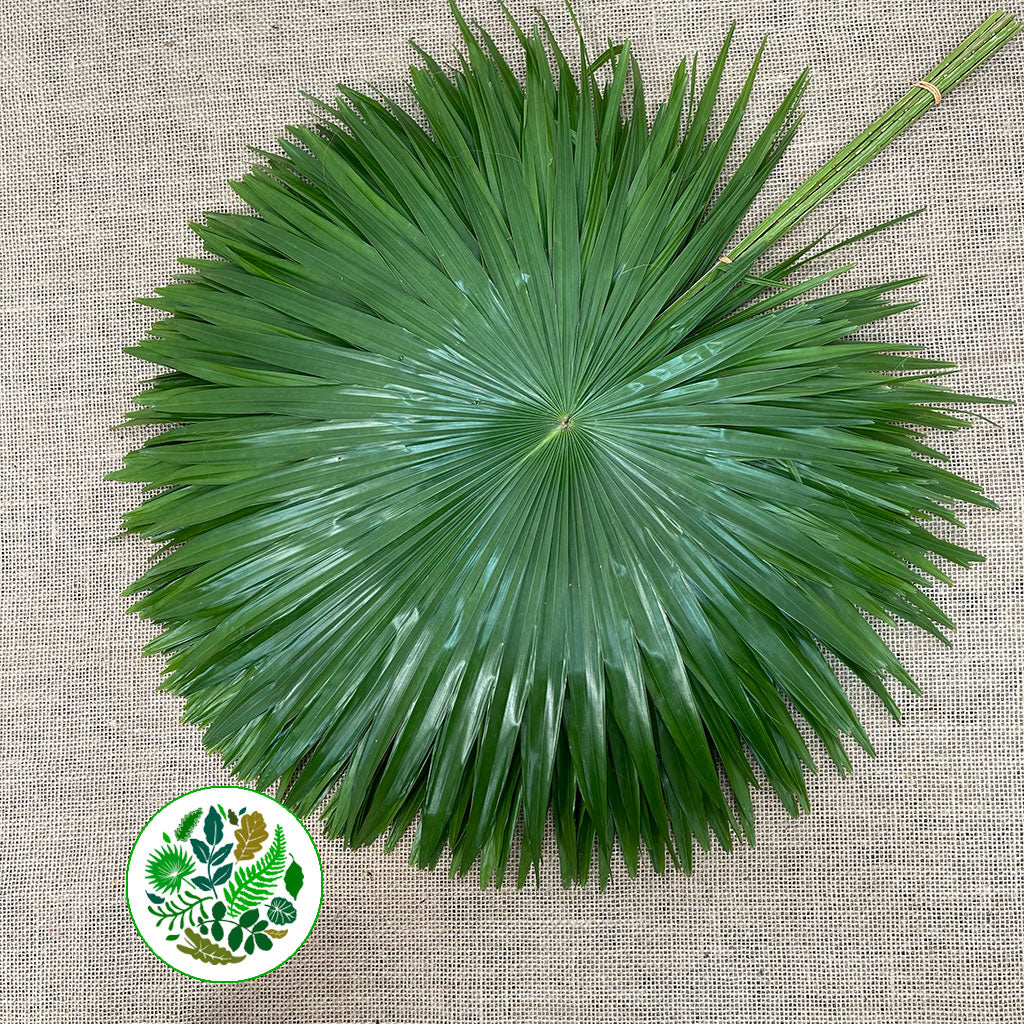 Palm 'Livistonia' Rotundifolia Leaves (Various Sizes)