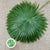 Palm 'Livistonia' Rotundifolia Leaves (Various Sizes)