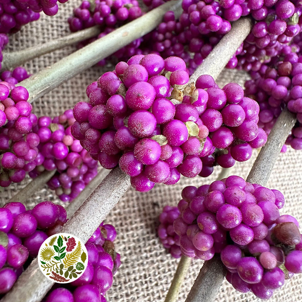 Callicarpa 60cm (x10)