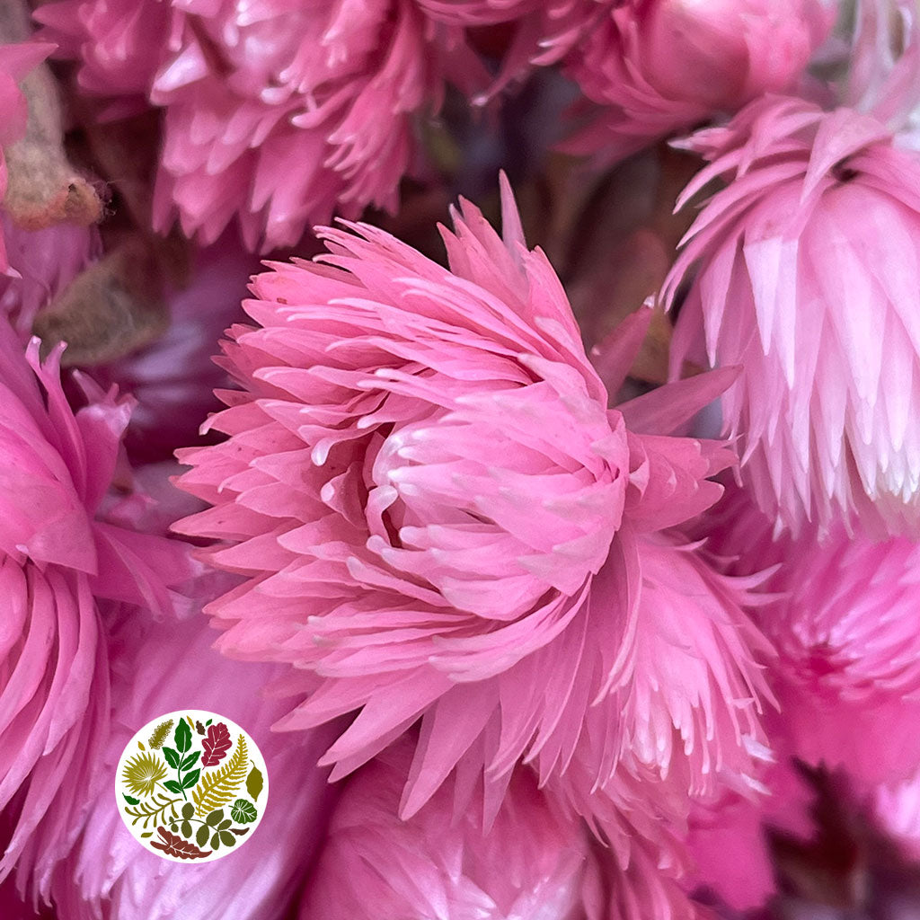 Helichrysum &#39;Capsbloom&#39; (Painted) (DRY) (Various Colours)